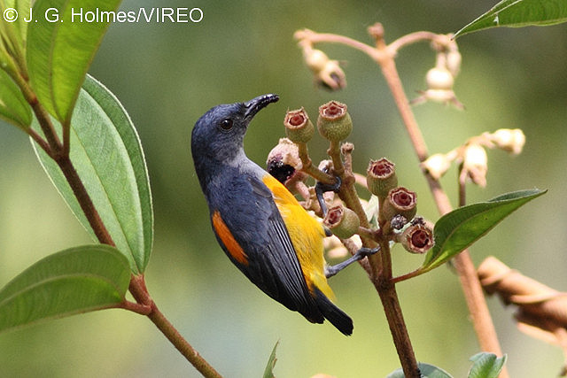 Orange-bellied Flowerpecker h46-4-103.jpg